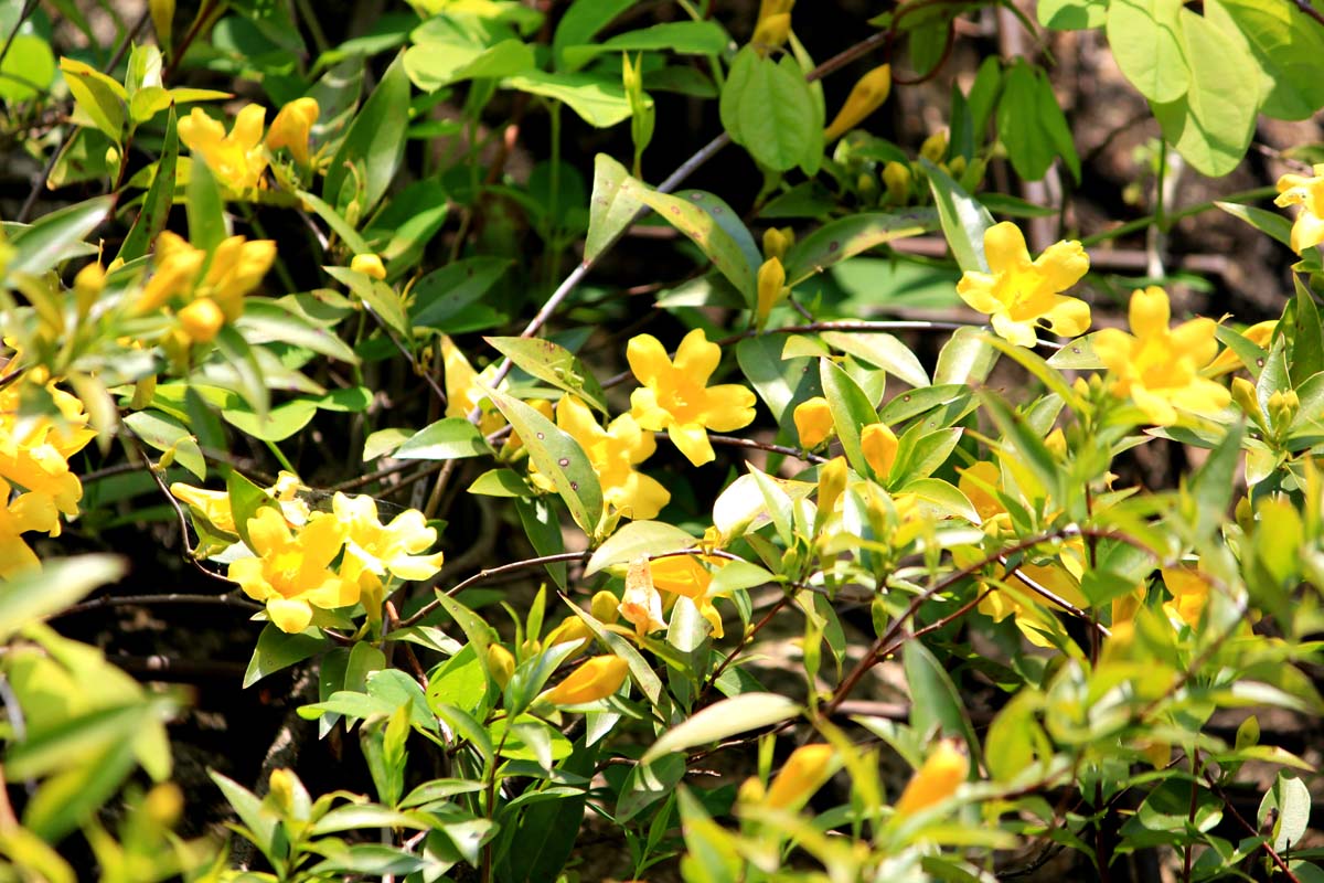 近距离的素馨属sempervirens葡萄树种植在花园里与明亮的黄色花朵对比深绿色叶。