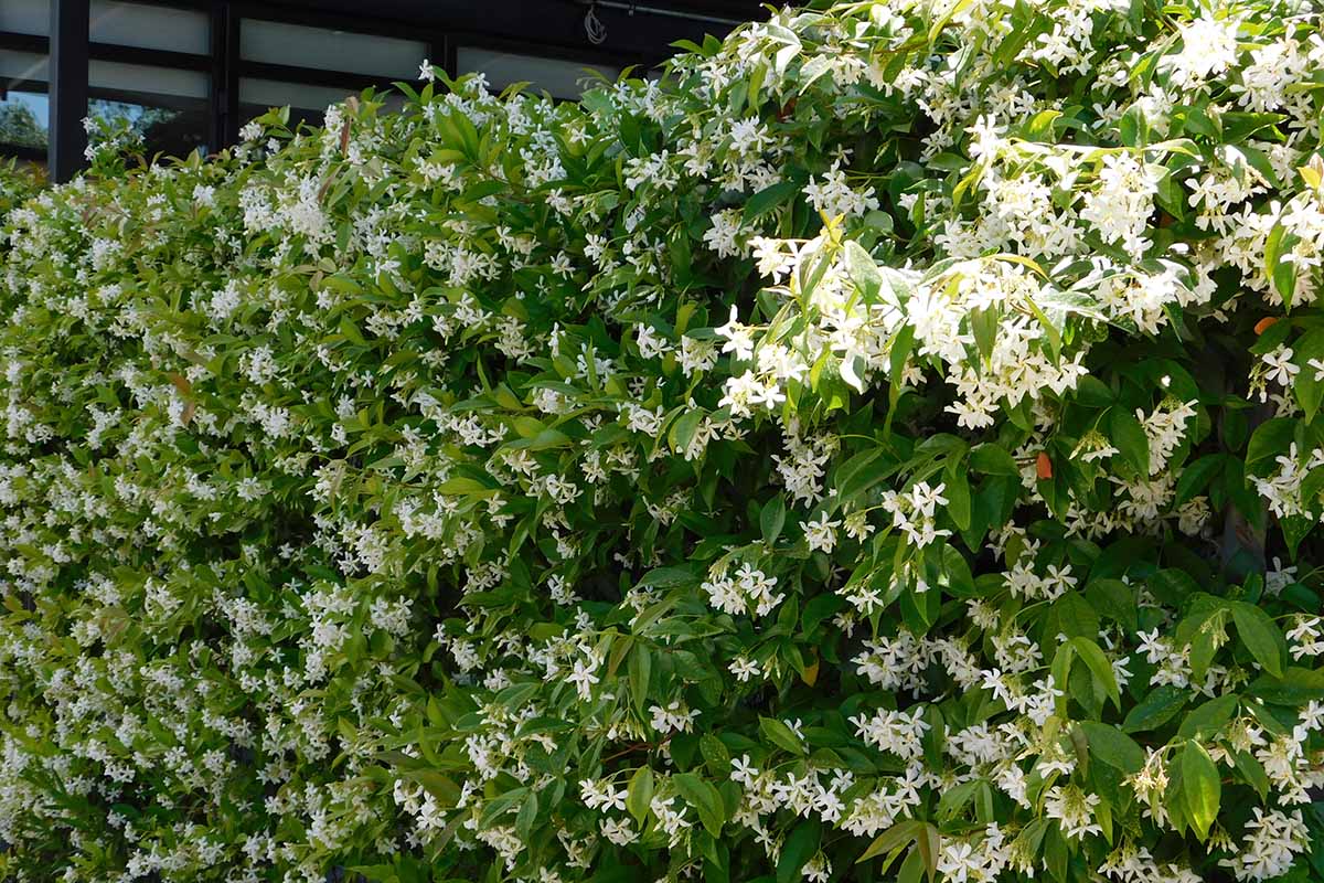 明星茉莉花的近水平形象(Trachelospermum jasminoides)生长在花园住宅外。