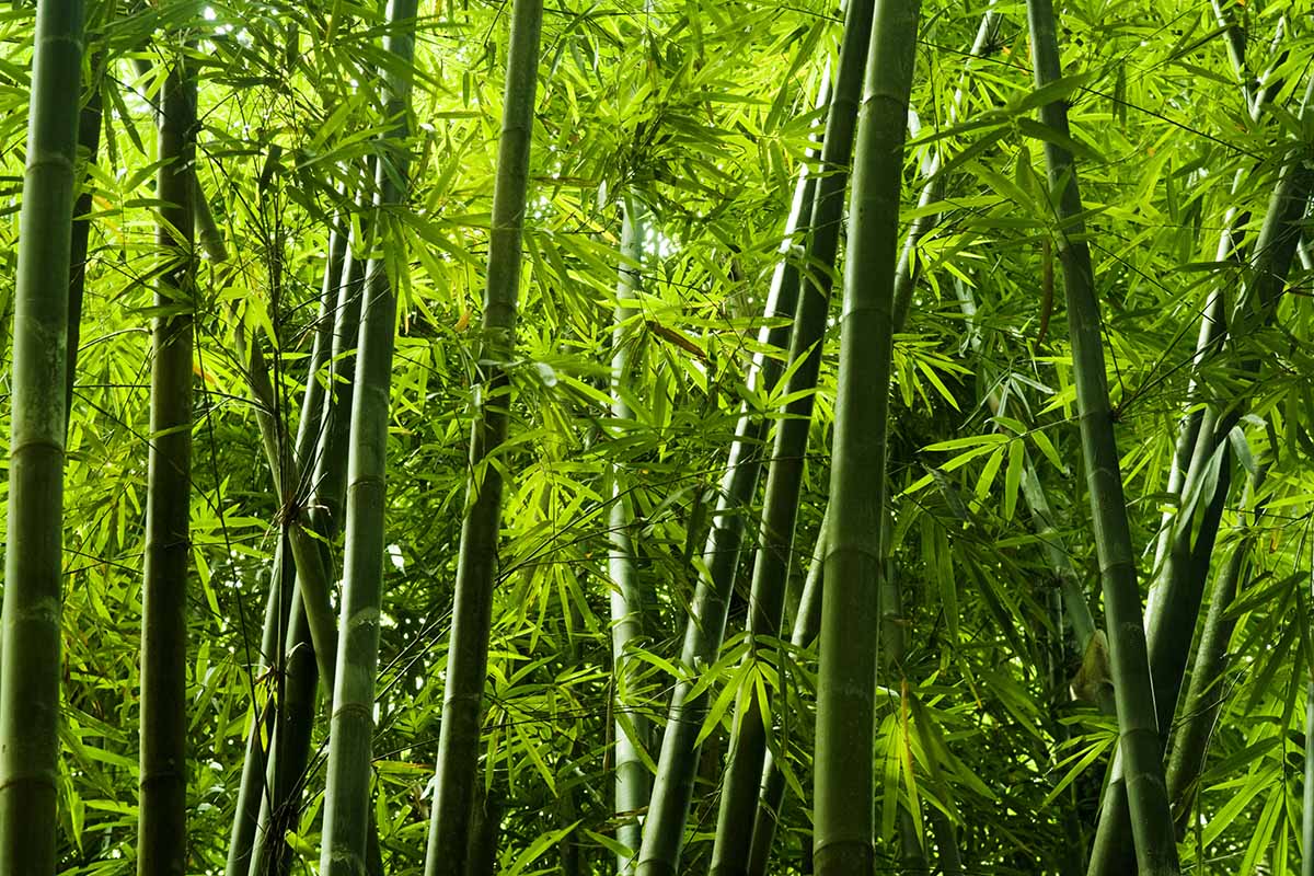 密切的横向图像竹子种植在花园里。