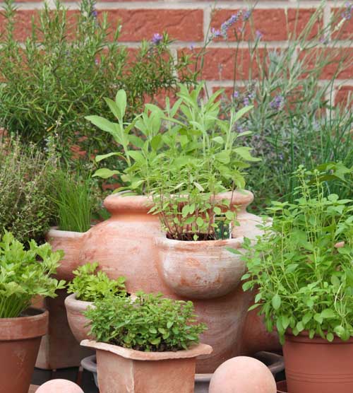 Terracotta锅的草本植物。BOB体育APP苹果下载