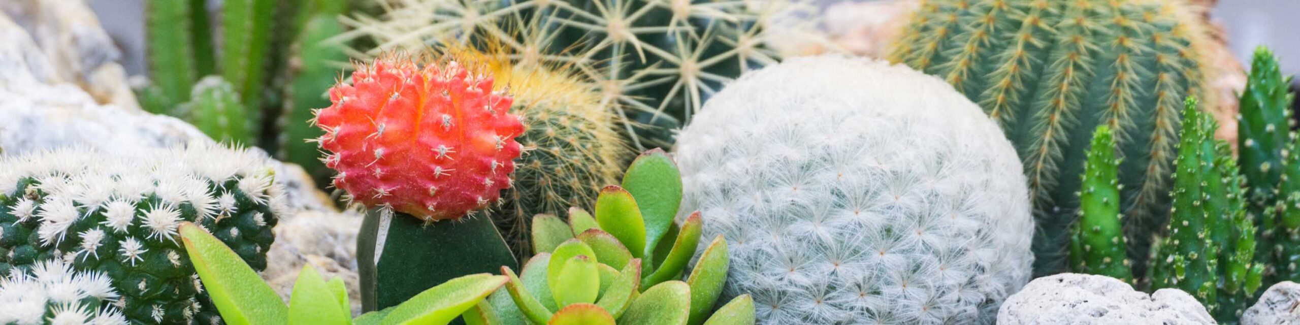 花园面积有各种仙人掌和多汁的植物。BOB体育APP苹果下载
