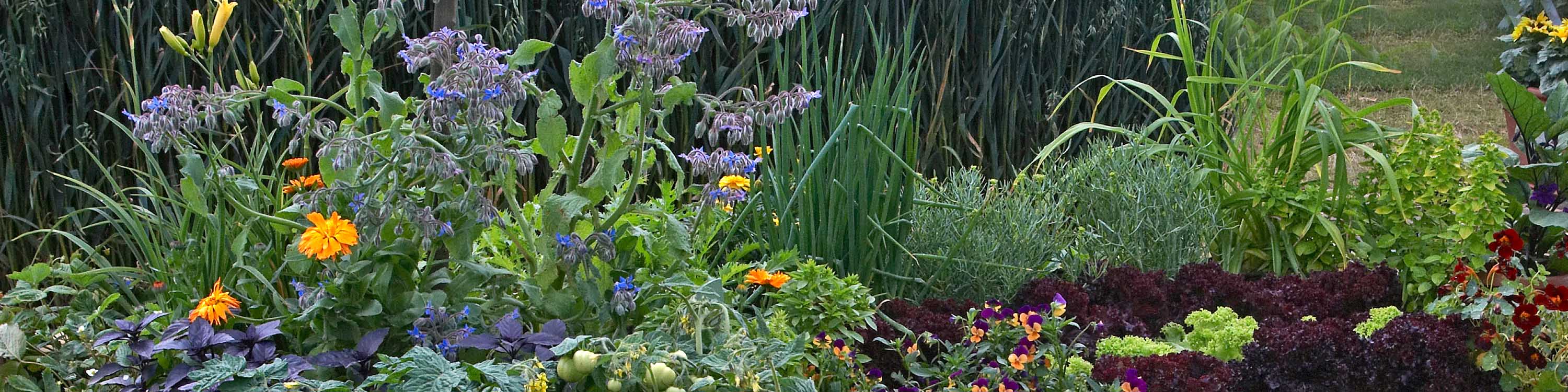 包含花的小花园、草本植物和蔬菜。