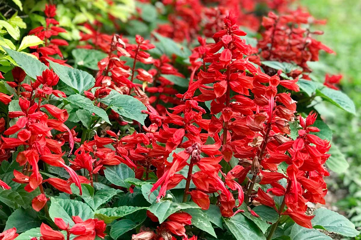 红鼠尾草花绿泪滴形的叶子。