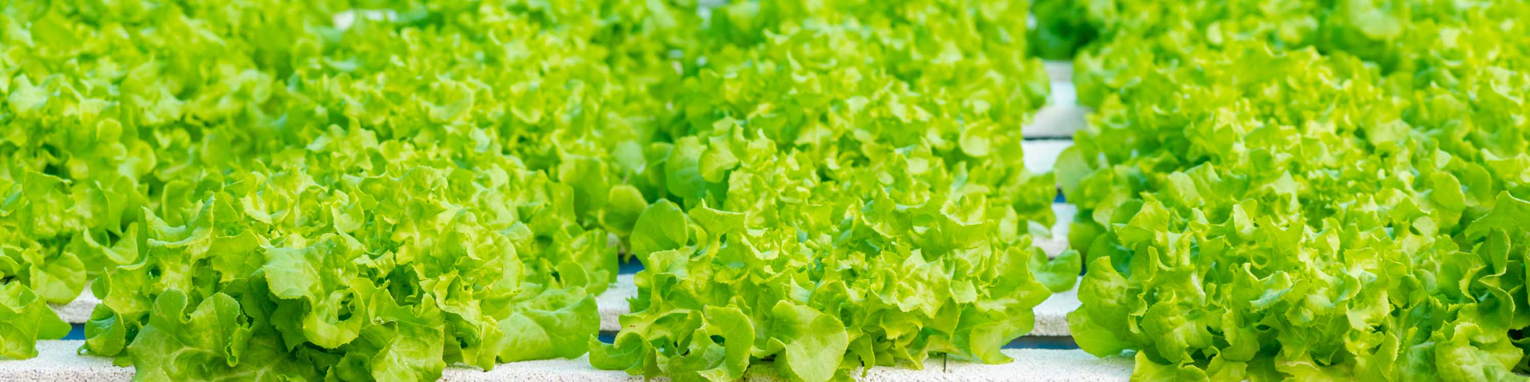 绿叶生菜在水培种植在室内灯光下,托盘。