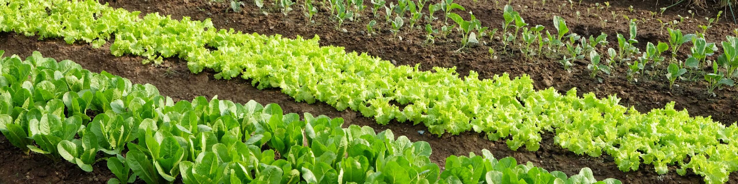 有机菜园,生菜和其他绿叶蔬菜。