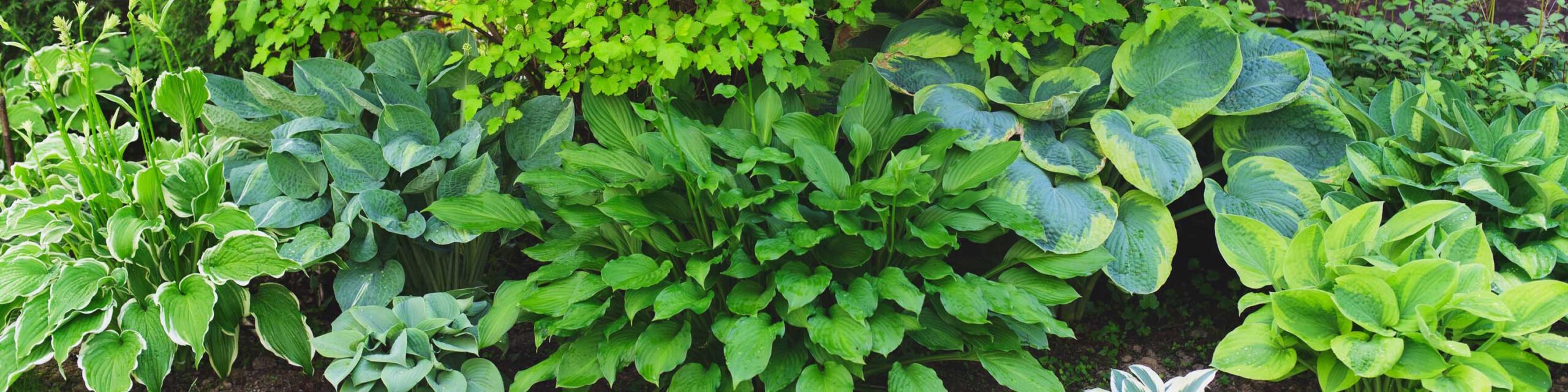 剪裁区域的阴影显示玉簪属草本植物和其它植物花园。BOB体育APP苹果下载