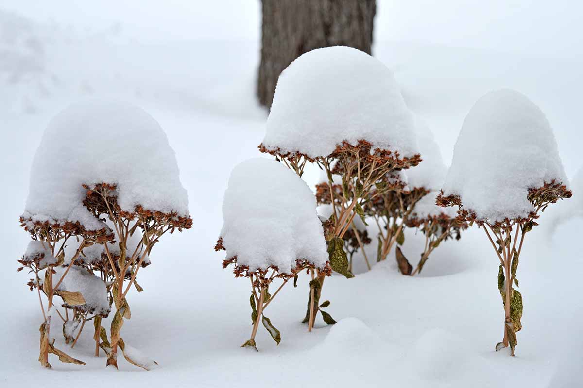 景天植物近距离水平图像在一条毯子里的雪。BOB体育APP苹果下载