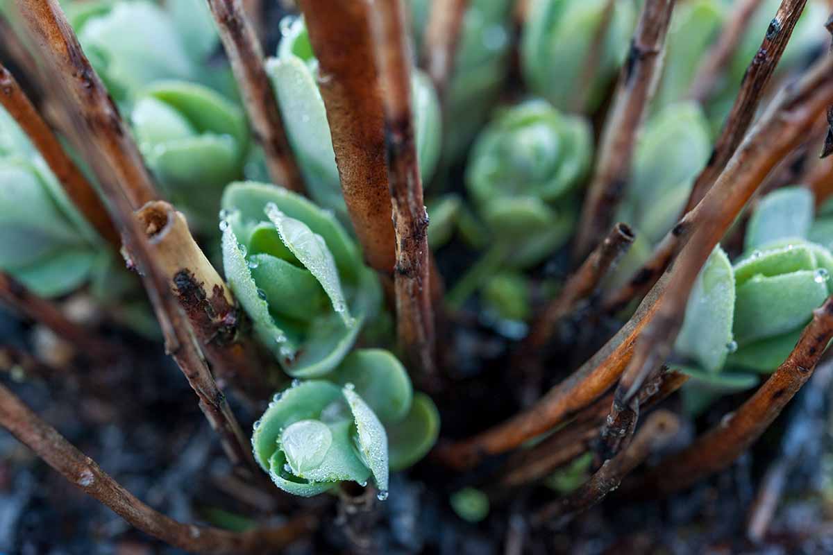 关闭水平图像景天属植物的新增长工厂。
