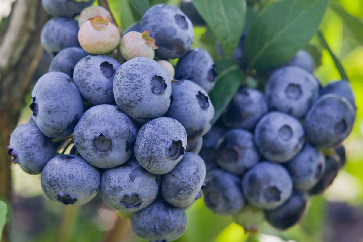 集群的特写图像水平高丛蓝莓(Vaccinium corymbosum)准备收获见在过滤的阳光柔和的背景。