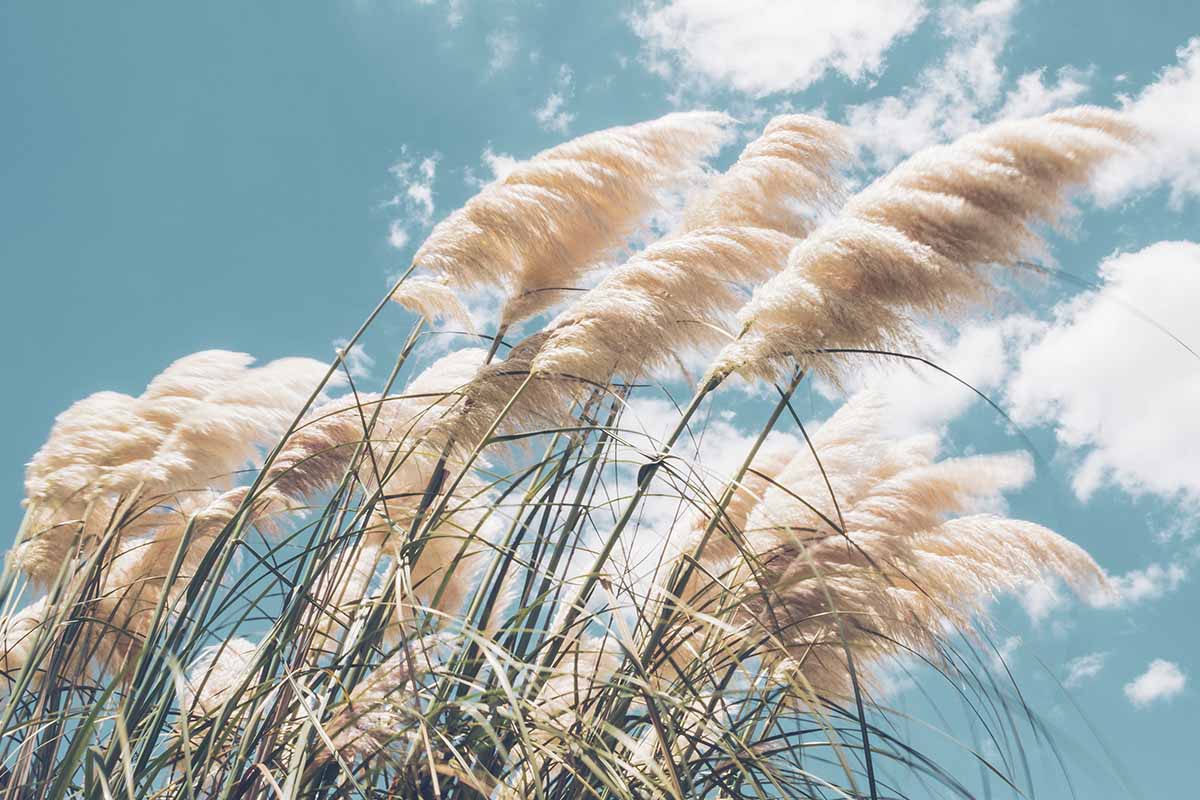 密切的横向图像滚滚蒲苇(Cortaderia selloana)朝着风见蓝天背景。