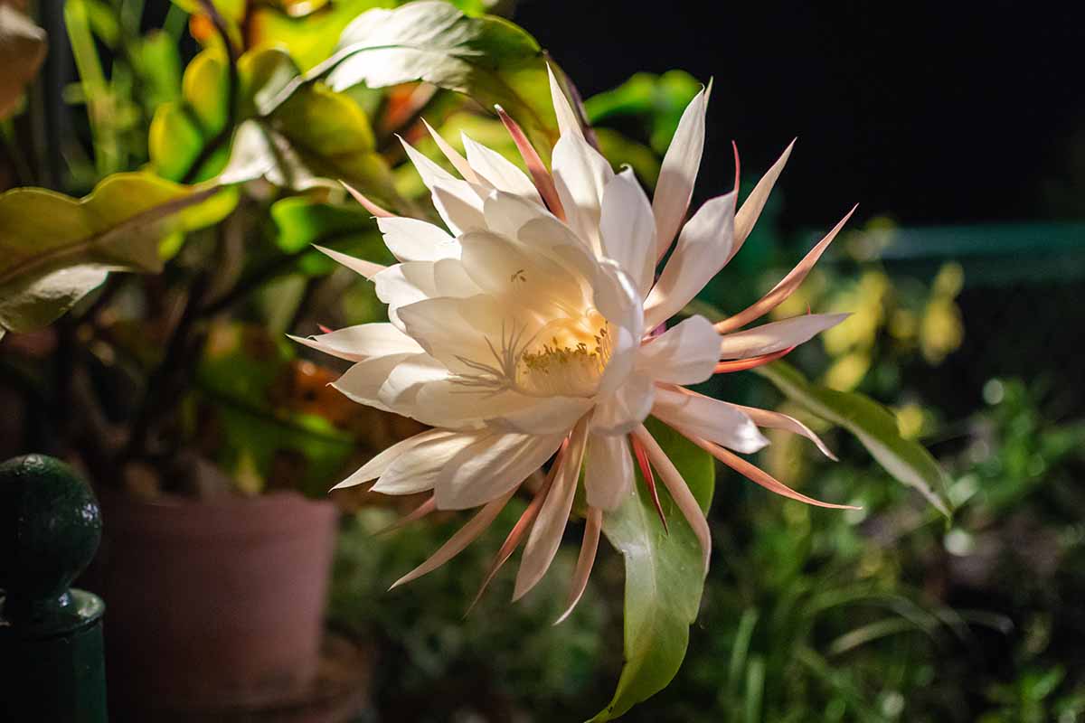的近距离水平图像花的昙花昙花软焦点的背景图。