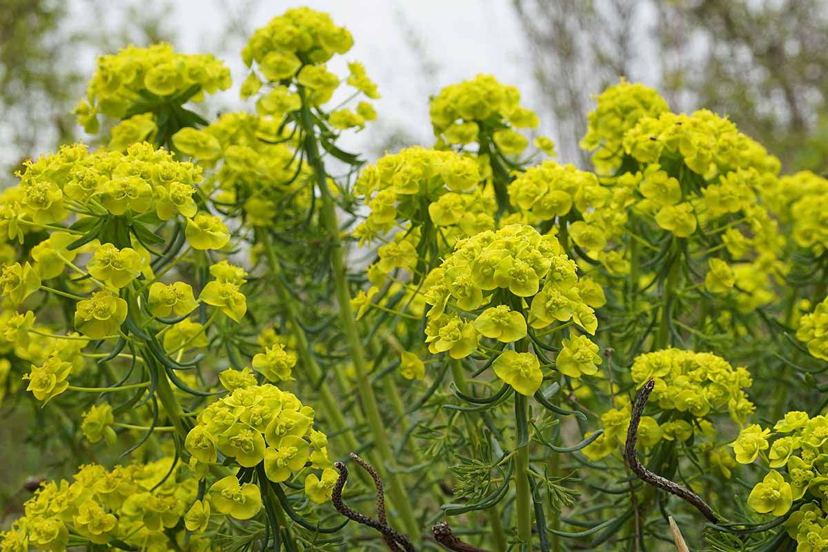 大戟属植物的近距离水平图像palustris盛开在花园里生长。