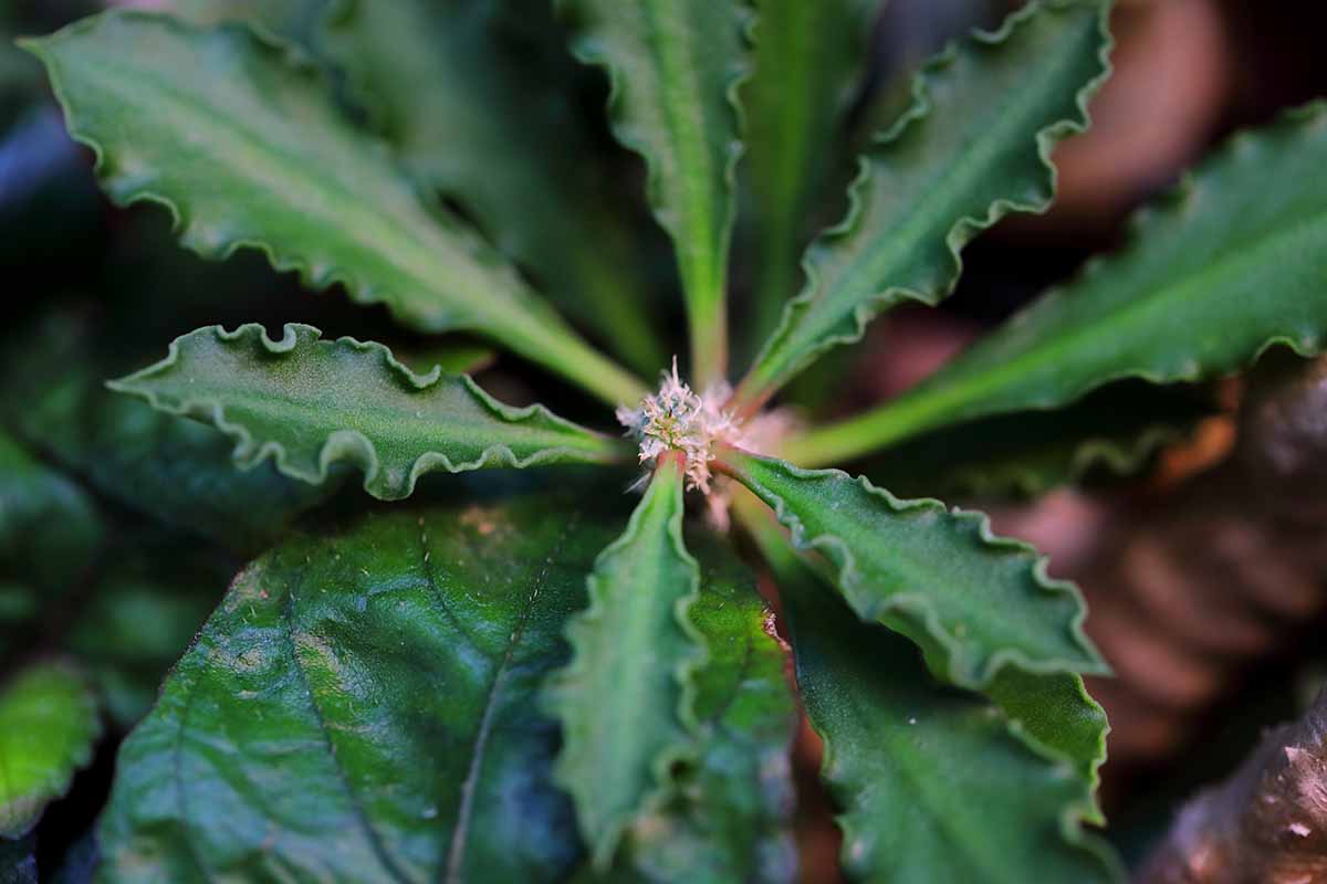 近水平形象的大戟属植物的生长锥cap-saintemariensis软焦点的背景图。