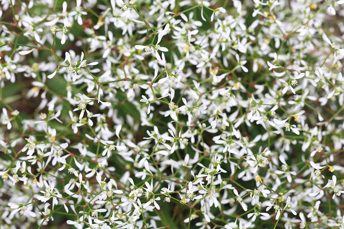 关闭水平图像的白色花朵大戟属植物生长在花园里。