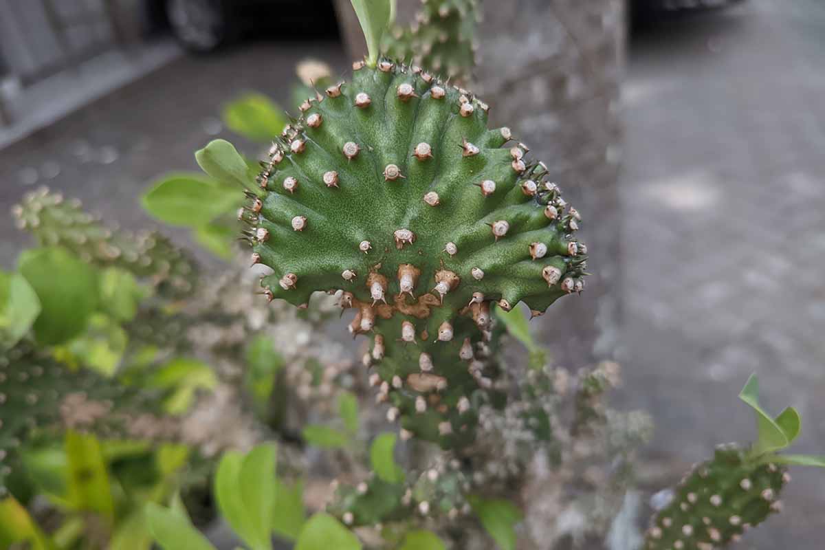 近水平形象的大戟属植物与刺itremensis锅垫的表面生长。