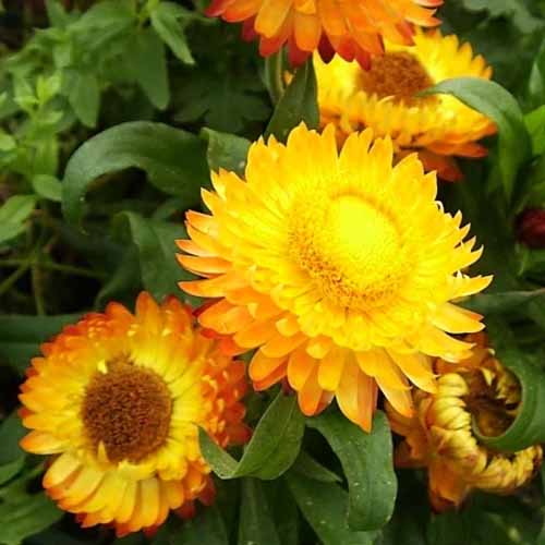 近距离平方的形象“金黄”strawflowers种植在花园里见软焦点的背景。