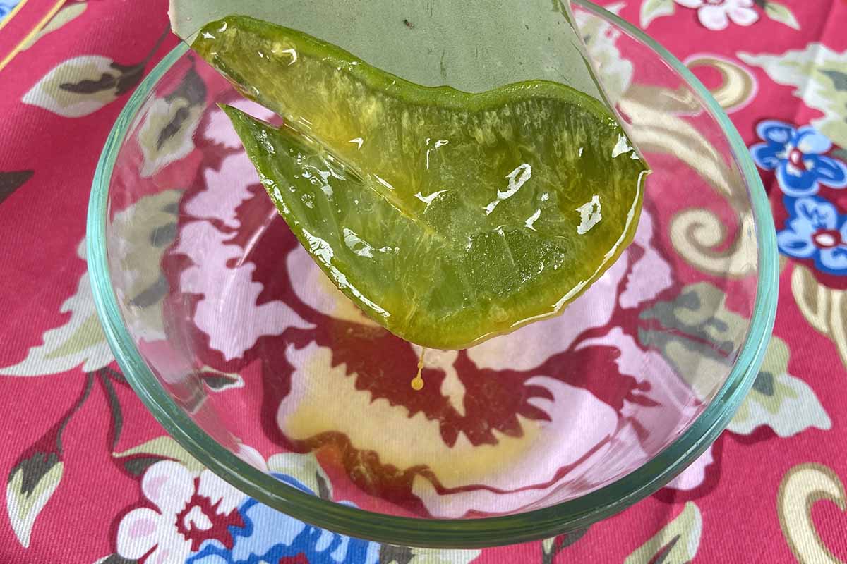 的近水平形象的芦荟叶滴乳胶切成o玻璃碗。