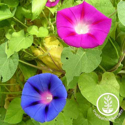 蓝色和粉色的亲密广场形象牵牛花鲜花包围着树叶。右下角的框架是一个白色的圆形标志与文字。