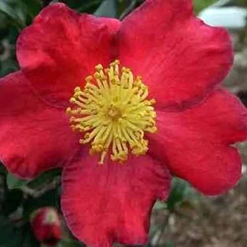 近距离平方的形象单一、亮红色圣诞季节的山茶花花软焦点的背景图。